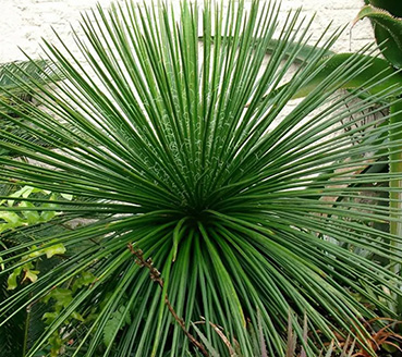 plantas-ornamentais-agave-palito