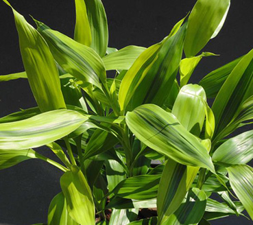 plantas-ornamentais-bambuzinho-da-sorte-variegata