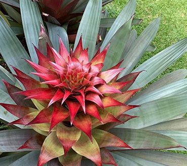 plantas-ornamentais-bromelia-imperial