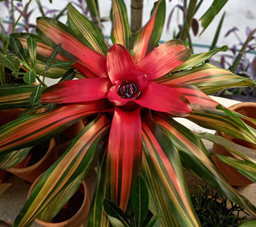 plantas-ornamentais-bromelia-neorelegia
