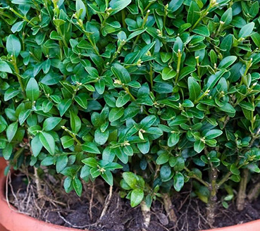plantas-ornamentais-buxinho