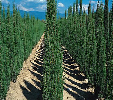 plantas-ornamentais-cipreste-italiano