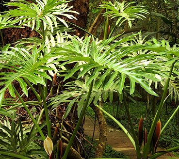 plantas-ornamentais-guiambe