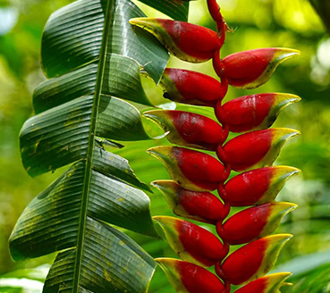 plantas-ornamentais-heliconia-rostrata